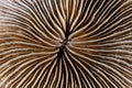 Beautiful Mushroom Coral Abstract Royalty Free Stock Photo