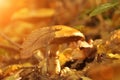 Beautiful mushroom in grass, autumn season. little fresh mushroom on moss, growing in Autumn Forest. The autumn sun is shining Royalty Free Stock Photo