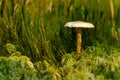 Beautiful mushroom in the grass on a green background