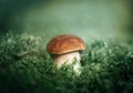 Beautiful mushroom on green background close up. Edible delicious mushroom boletus edulis, penny bun, ceps, porcini in the forest Royalty Free Stock Photo