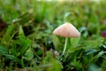 Beautiful Mushroom in green nature, imagine nature .