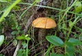 A beautiful mushroom grows in the forest under a tree. Royalty Free Stock Photo