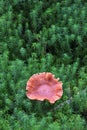 Beautiful mushroom grows among moss and ivy. Autumn. Carpathian Mountains, Ukraine Royalty Free Stock Photo