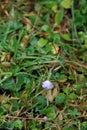 Beautiful mushroom grows among moss and ivy. Autumn. Carpathian Mountains, Ukraine Royalty Free Stock Photo