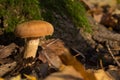 Beautiful mushroom honey agaric in the forest