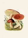 Beautiful Mushroom illustration. Russula Sanguinea