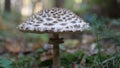 Beautiful mushroom isolated with blurry background