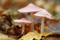 Mushroom - Mycena rosea