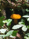 Beautiful mushroom in nature along trail