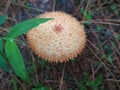 This is beautiful mushroom, orange mushroom in the jungle Royalty Free Stock Photo