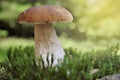 Mushroom porcini growth in the moss in forest Royalty Free Stock Photo