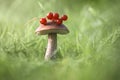 Beautiful mushroom with red berries on a green grass background. Edible delicious mushroom Rough boletus or birch mushroom,