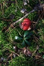 Beautiful mushroom with a red cap hid in moss or grass. View from above. Natural background