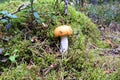 Beautiful mushroom russula