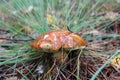 Beautiful mushroom Suillus in the grass Royalty Free Stock Photo