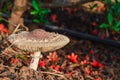 beautiful mushroom and top backgrouund of mushroom,mushrooms