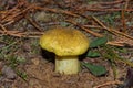 Beautiful mushroom Tricholoma equestre Yellow Knight in pine forest closeup.