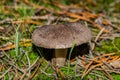 Beautiful mushroom Tricholoma triste in a pine forest. Mushroom close-up.