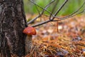 Beautiful mushroom under a tree. Leccinum