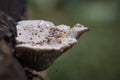 Beautiful mushrooms background