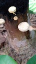 Beautiful mushrooms in the bamboo garden