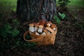 Beautiful mushrooms in a basket on forest background. Edible delicious mushroom boletus edulis, penny bun, ceps, porcini. Mushroom