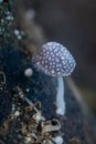 beautiful mushrooms in the forest look cool