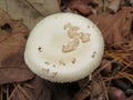 Beautiful mushrooms in the forest very tasty and intense color