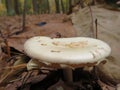 Beautiful mushrooms in the forest very tasty and intense color