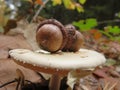 Beautiful mushrooms in the forest very tasty and intense color