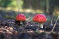 Beautiful mushrooms grow in the autumn forest.