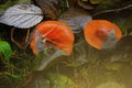 Beautiful mushrooms grow in the forest in autumn. Blurry background Royalty Free Stock Photo