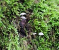 Beautiful mushrooms in the forest Royalty Free Stock Photo