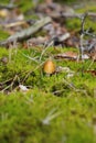 Beautiful mushrooms in nature