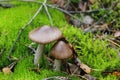 A couple of brown mushrooms