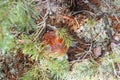 mushroom with brown cap