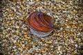 Beautiful mussel shell