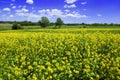 Beautiful mustard field