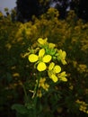 A Beautiful mustard flower blooms in indian village