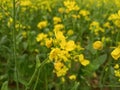 Beautiful mustard flower field image india Royalty Free Stock Photo