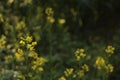 Beautiful Mustard Flower Field, india Royalty Free Stock Photo