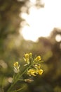 Beautiful Mustard Flower Field, india Royalty Free Stock Photo