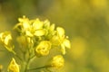 Beautiful Mustard Flower Field, india Royalty Free Stock Photo