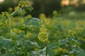 Beautiful mustard flowers closeup in a mustard field. Small yellow flowers with green leaves.