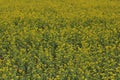 Beautiful Mustard Flower Field, india Royalty Free Stock Photo