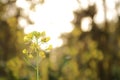 Beautiful Mustard Flower Field, india Royalty Free Stock Photo