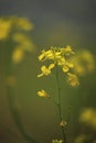 Beautiful mustard flowers with green background Royalty Free Stock Photo