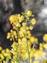 Beautiful Mustard flowers view in portrait mode Royalty Free Stock Photo