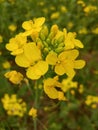 Beautiful mustard oil flower image india 1 Royalty Free Stock Photo