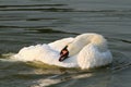Beautiful mute beautiful mute swan on water surface